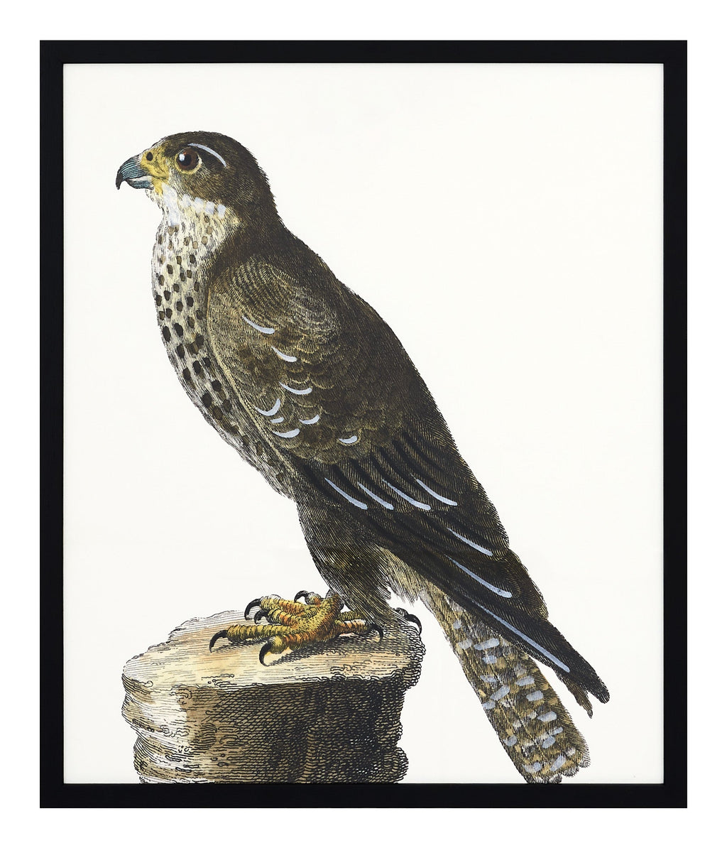 Jayson Home - Le Faucon Art I