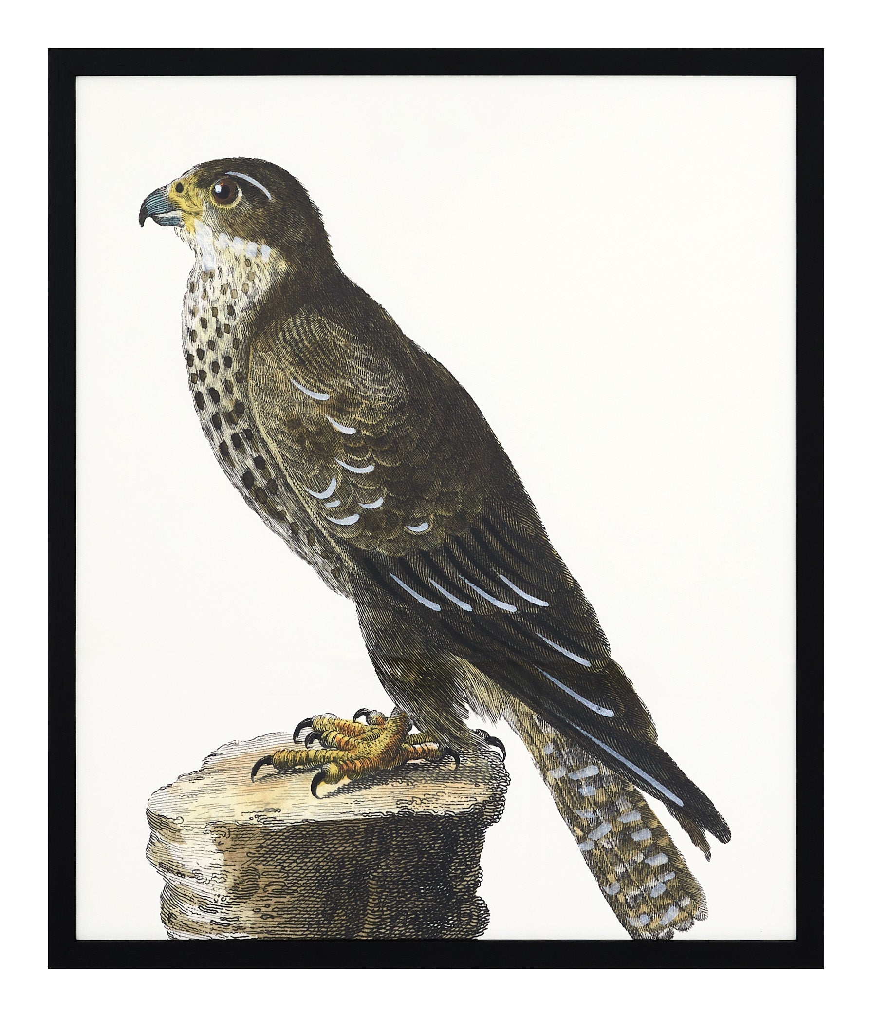 Jayson Home - Le Faucon Art I