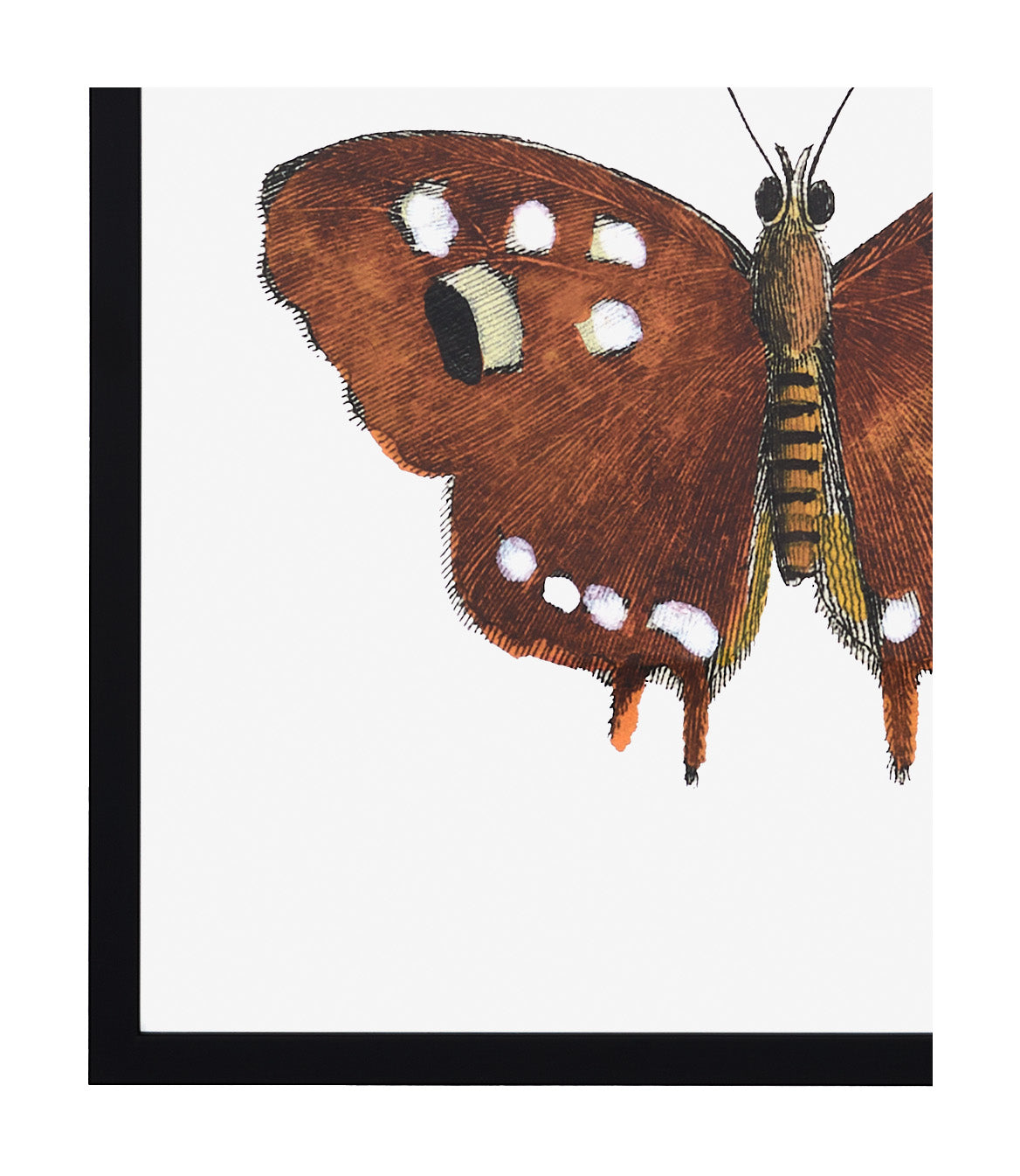 Jayson Home - Papillon III