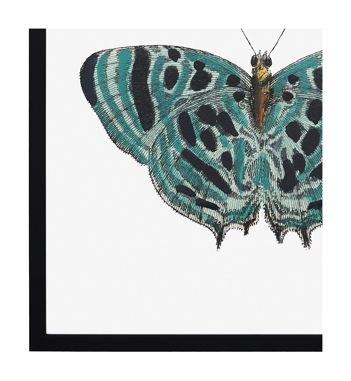 Jayson Home - Papillon II