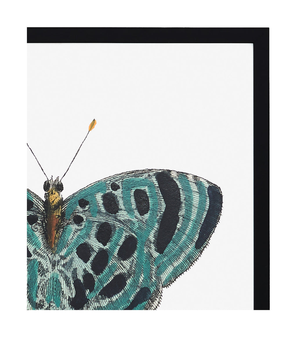 Jayson Home - Papillon II