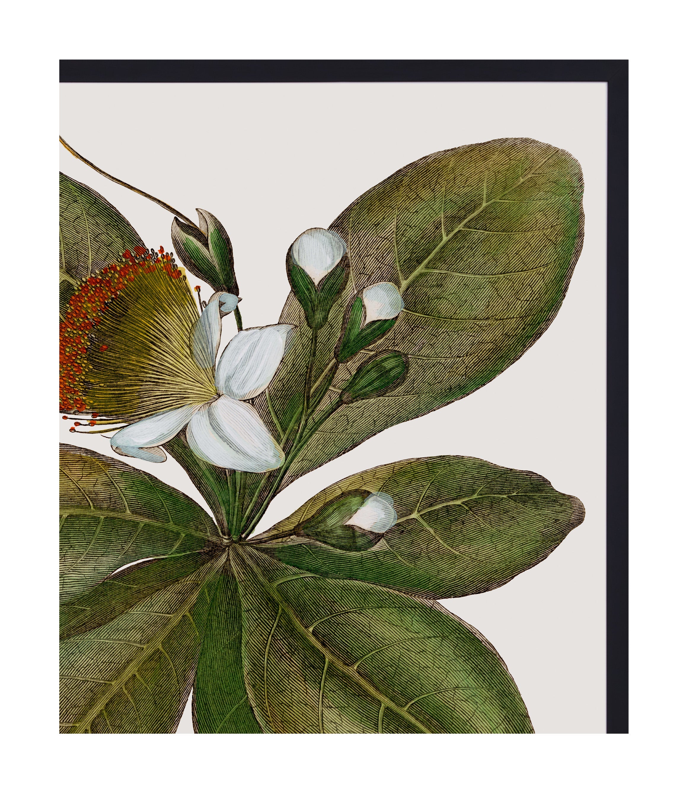 Jayson Home - Botanique Art
