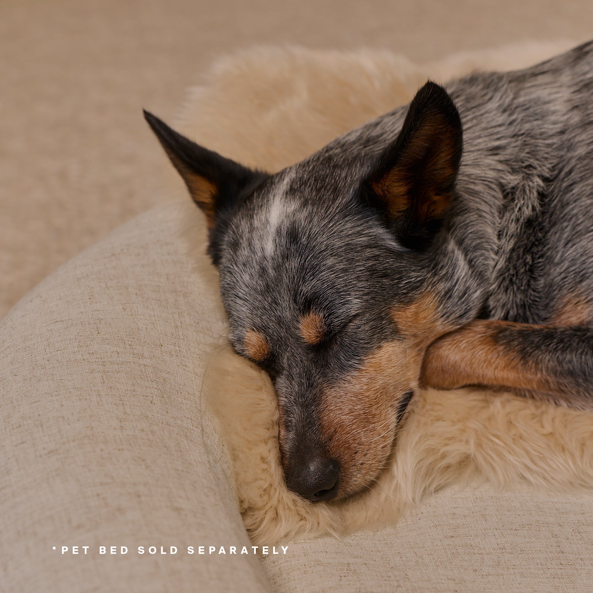 Higher Dose - Natural Sheep Shearling Pet Bed Cover