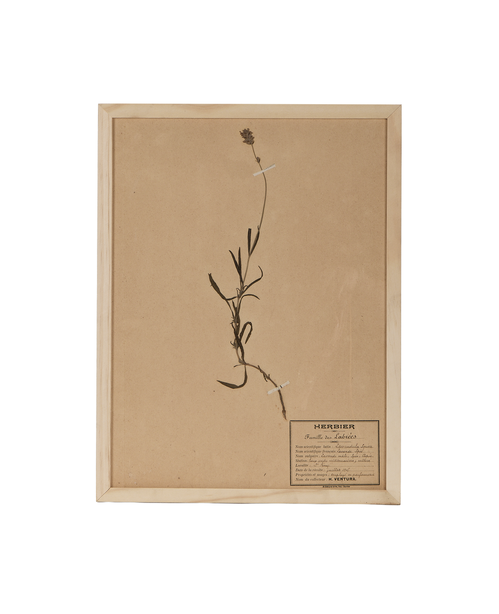 Olive Ateliers - Le Fleurs du Temps