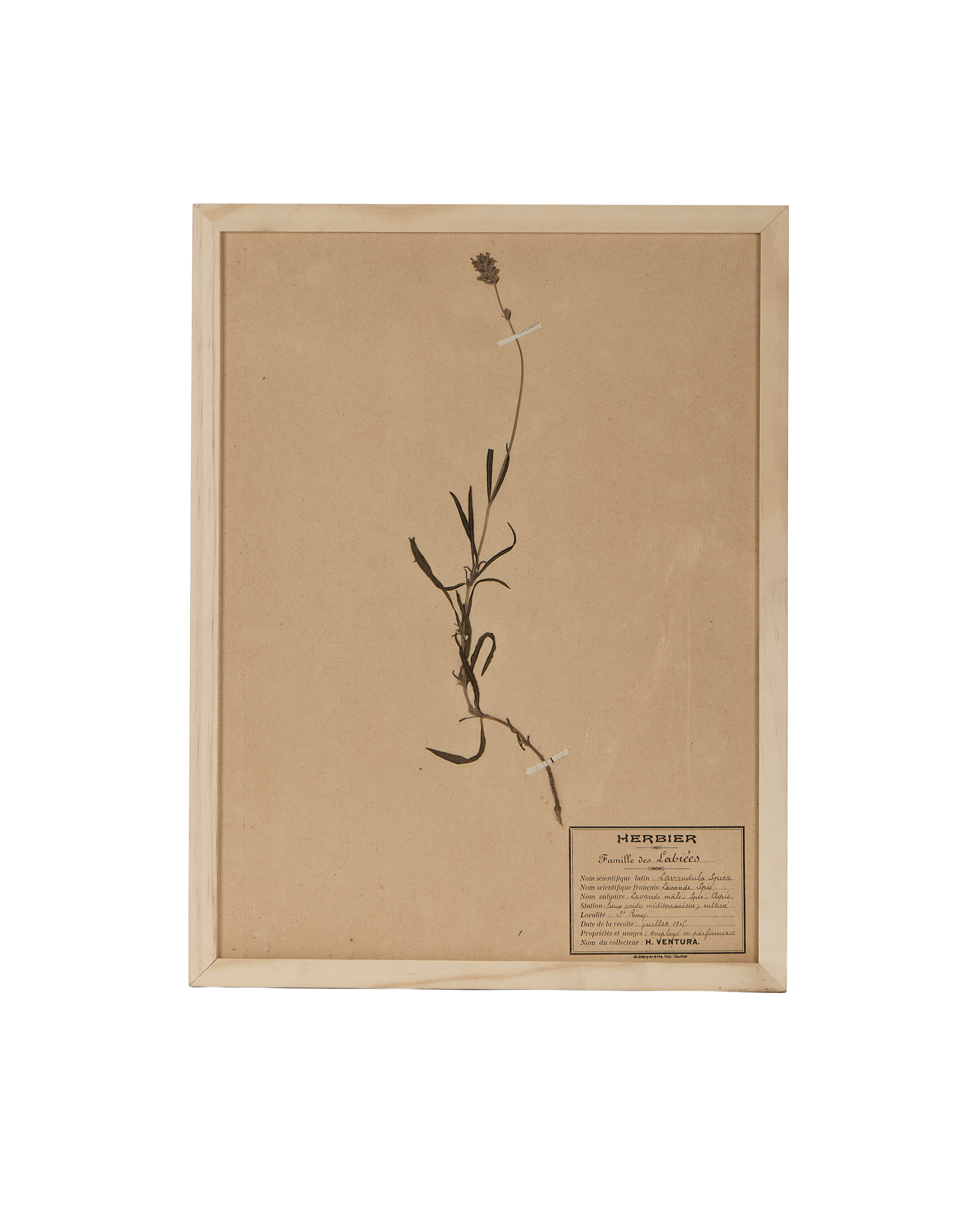 Olive Ateliers - Le Fleurs du Temps