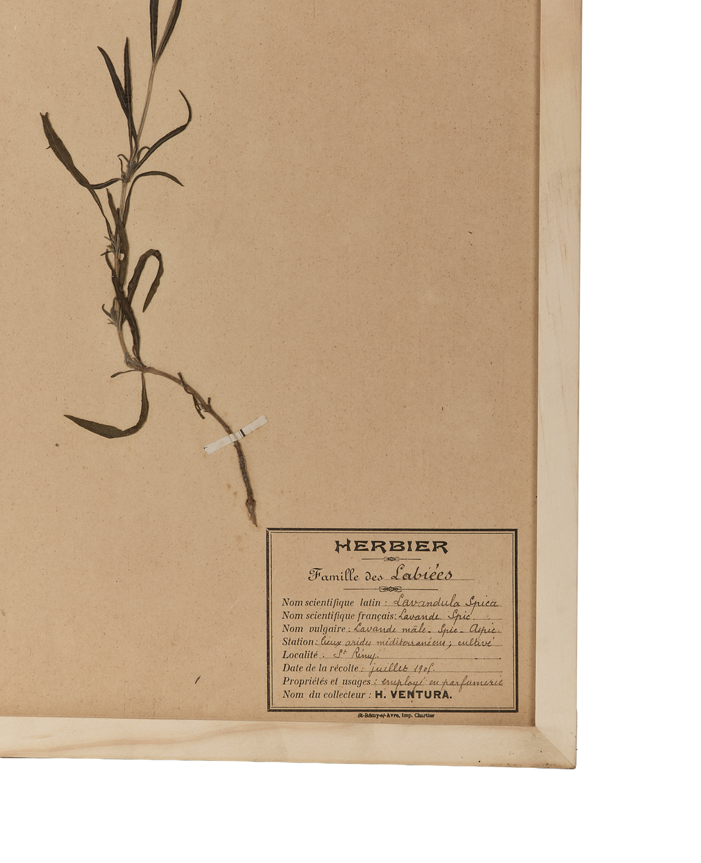 Olive Ateliers - Le Fleurs du Temps