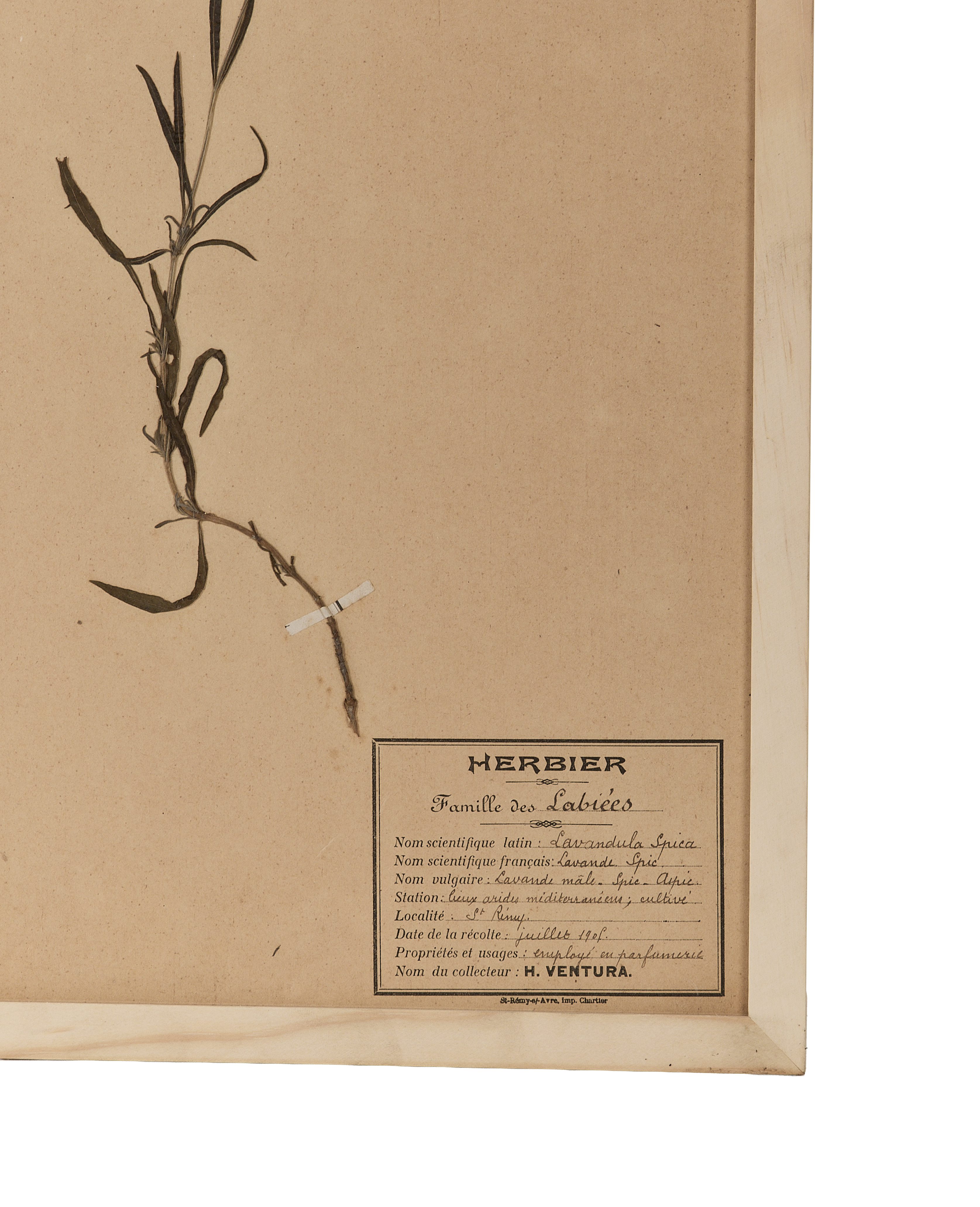 Olive Ateliers - Le Fleurs du Temps