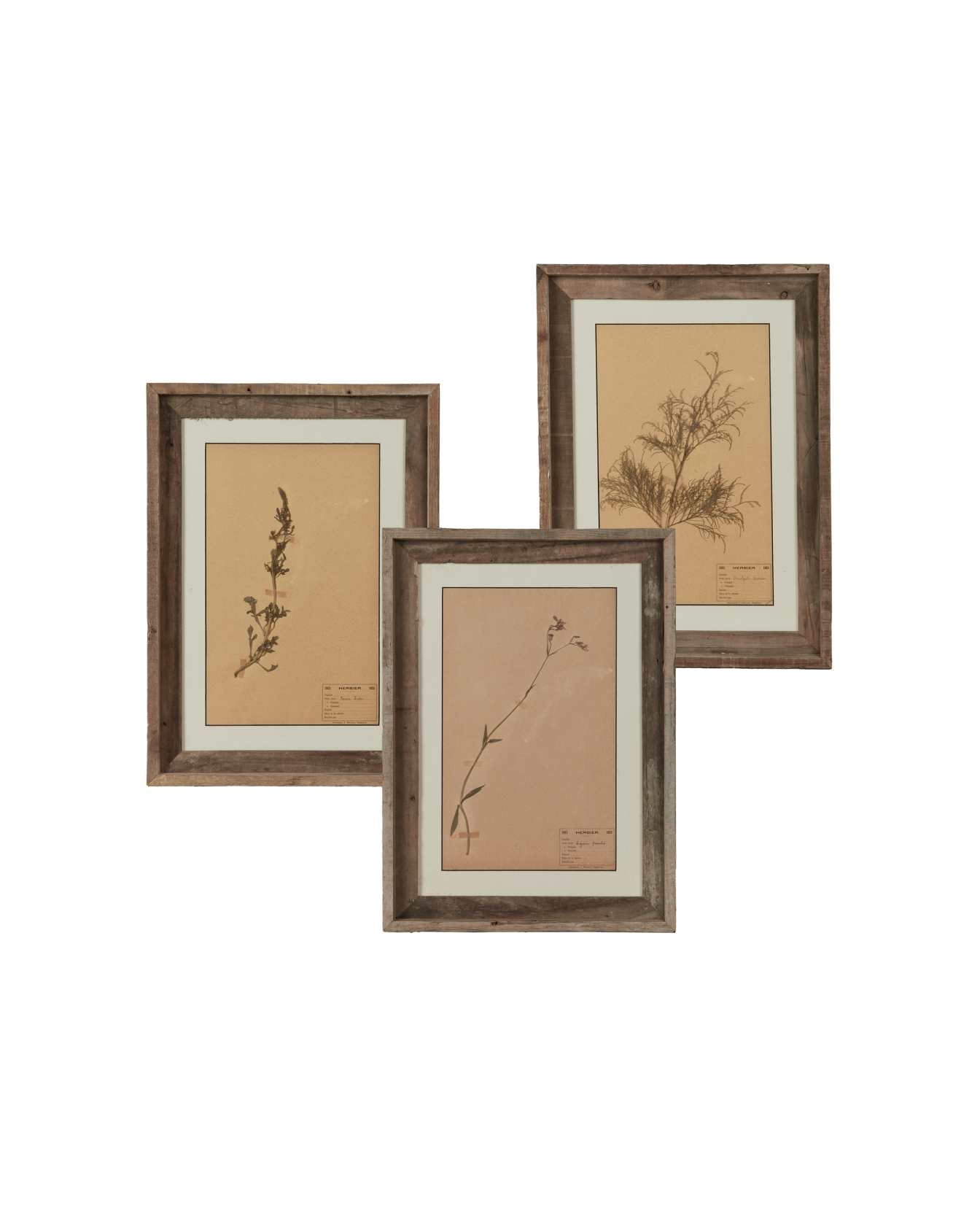 Olive Ateliers - Les Fleurs du Temps - Assorted