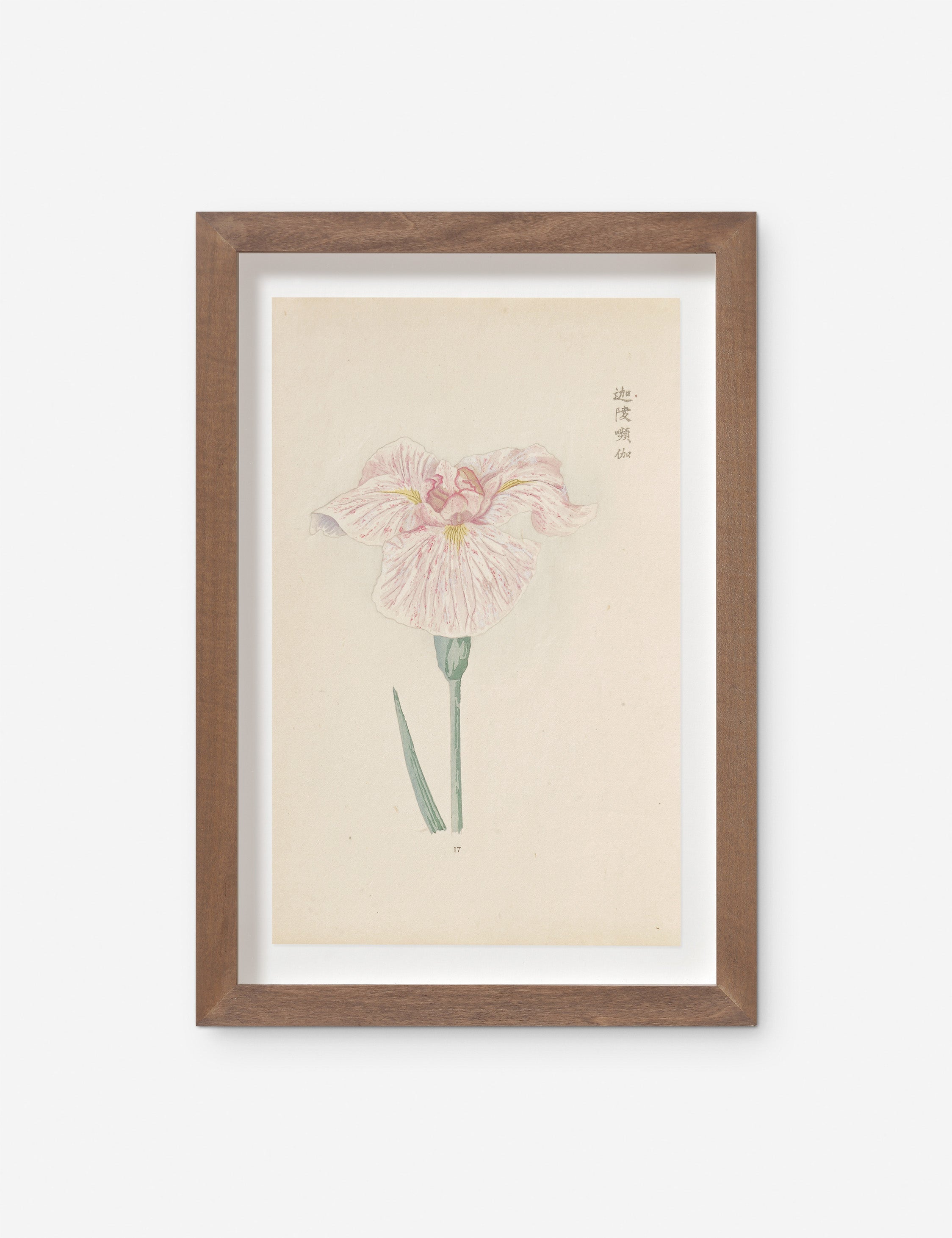 Lulu and Georgia - Vintage Japanese Iris No. 17 Wall Art by Miyoshi Manabu