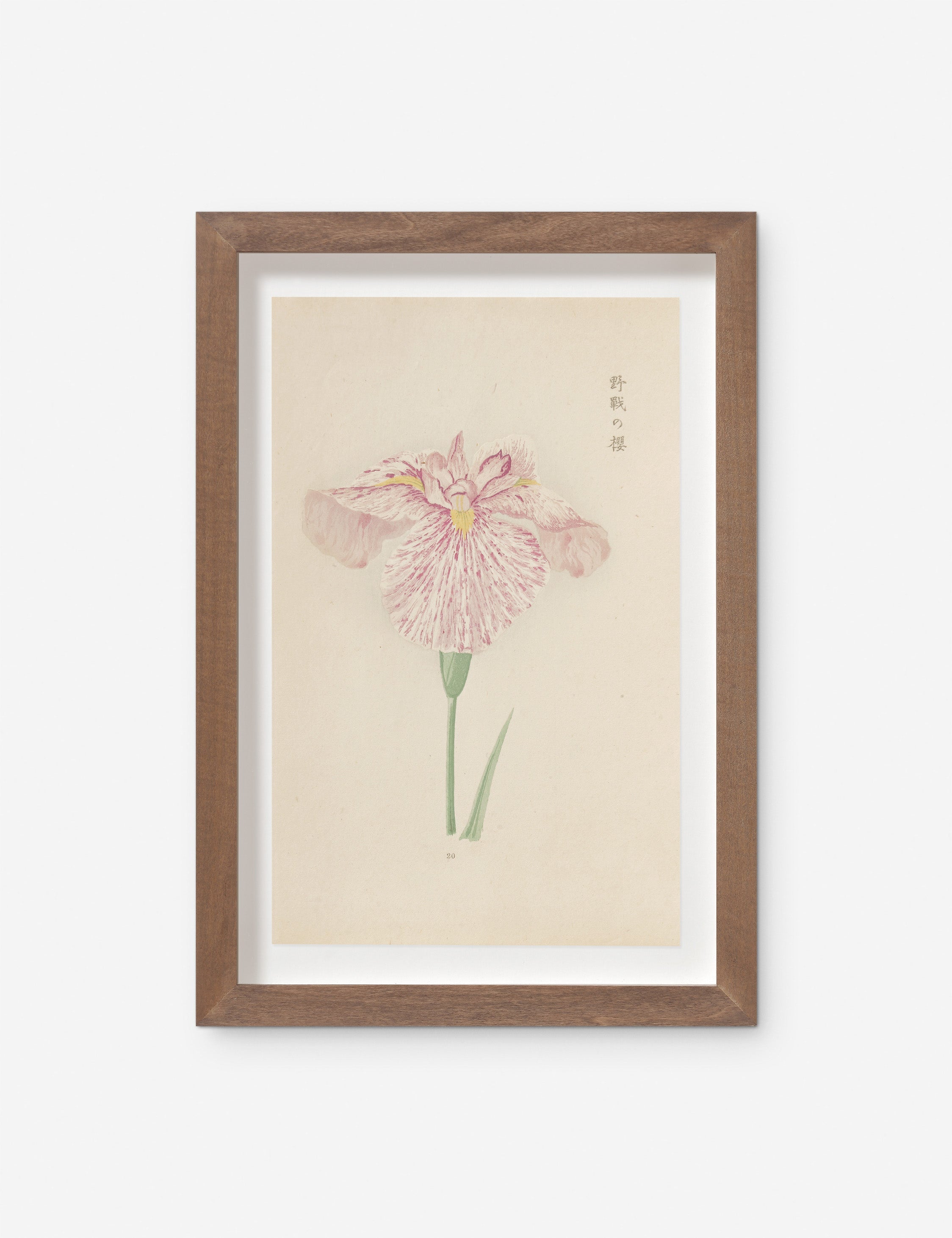 Lulu and Georgia - Vintage Japanese Iris No. 20 Wall Art by Miyoshi Manabu