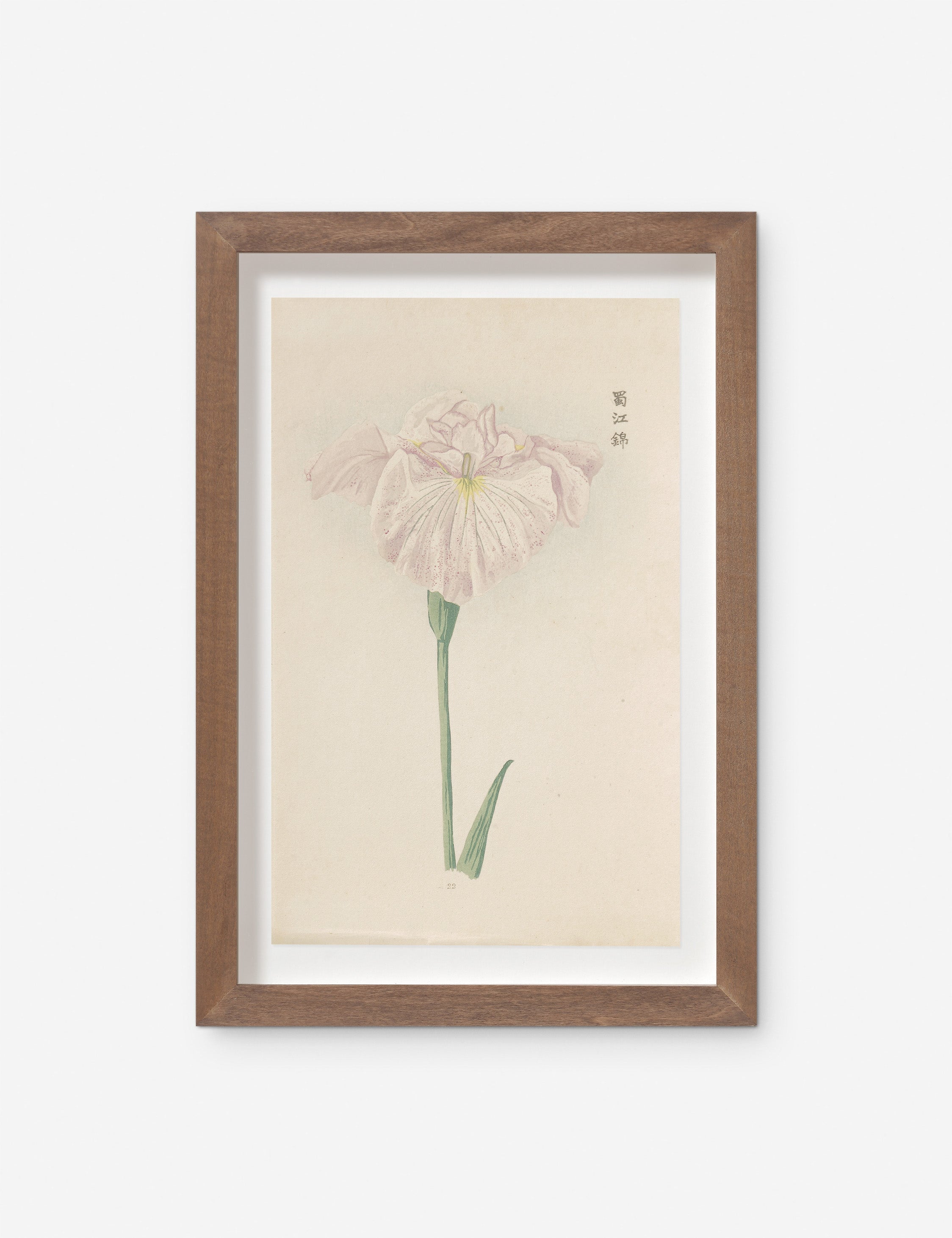 Lulu and Georgia - Vintage Japanese Iris No. 22 Wall Art by Miyoshi Manabu