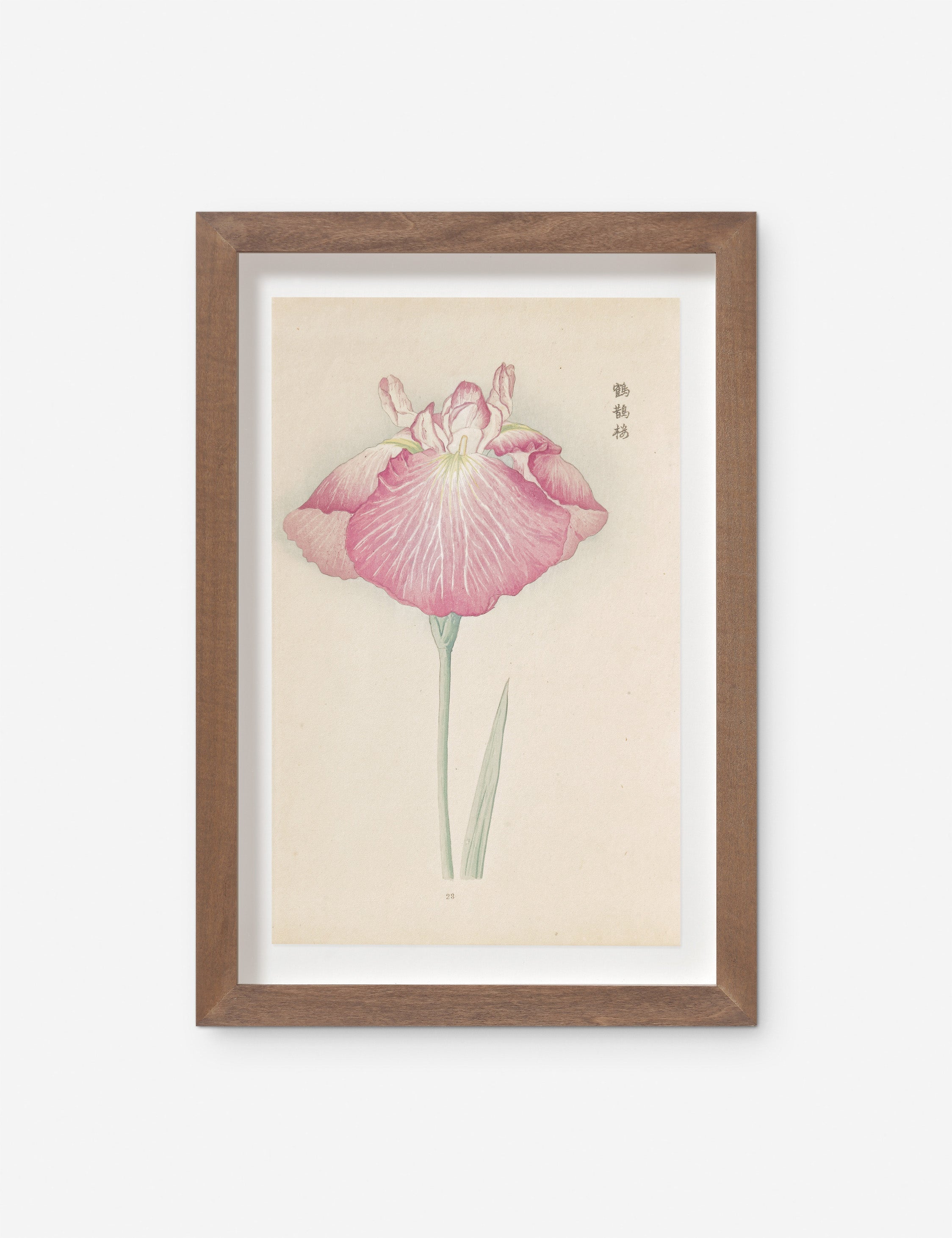 Lulu and Georgia - Vintage Japanese Iris No. 23 Wall Art by Miyoshi Manabu