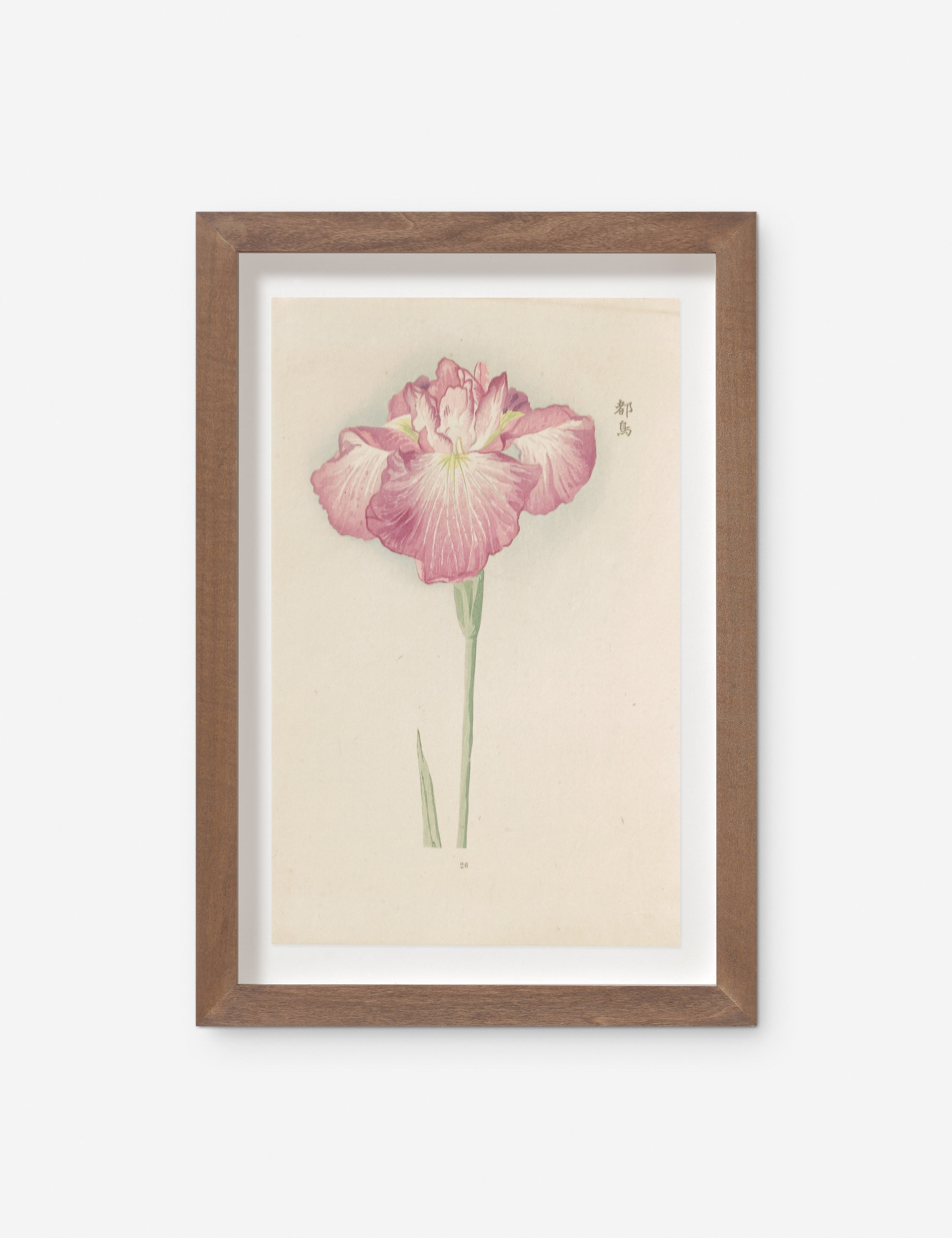 Lulu and Georgia - Vintage Japanese Iris No. 26 Wall Art by Miyoshi Manabu