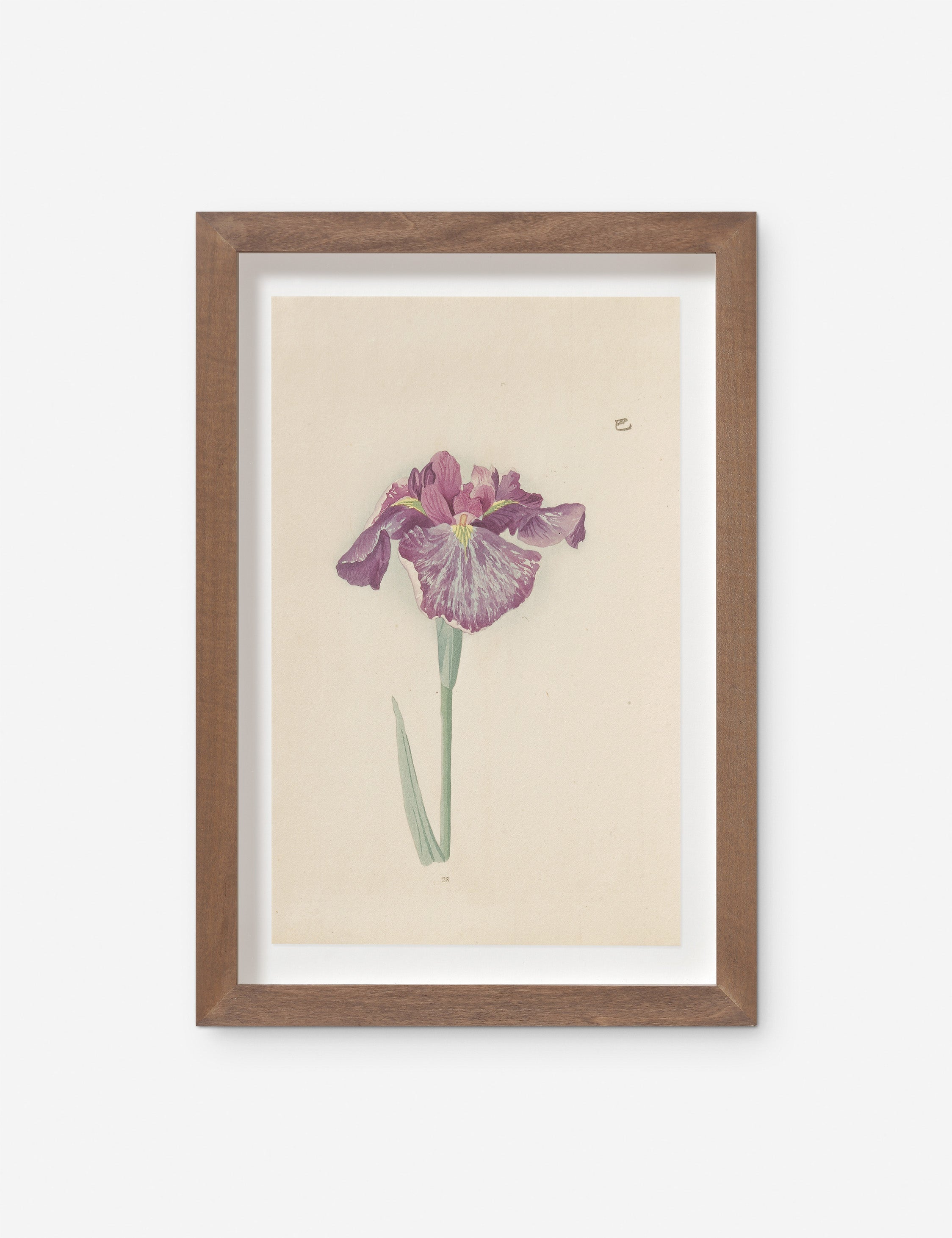 Lulu and Georgia - Vintage Japanese Iris No. 28 Wall Art by Miyoshi Manabu