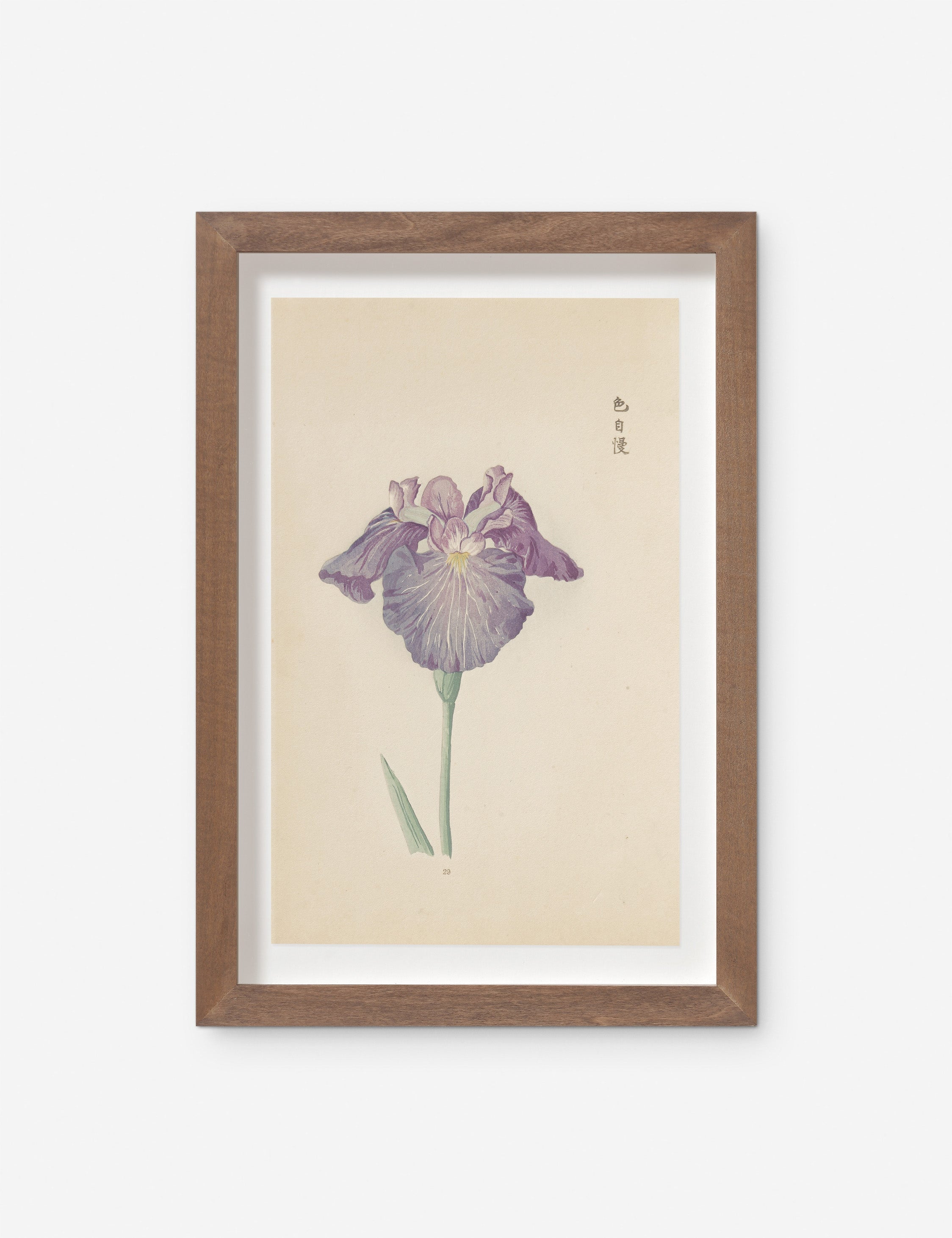 Lulu and Georgia - Vintage Japanese Iris No. 29 Wall Art by Miyoshi Manabu