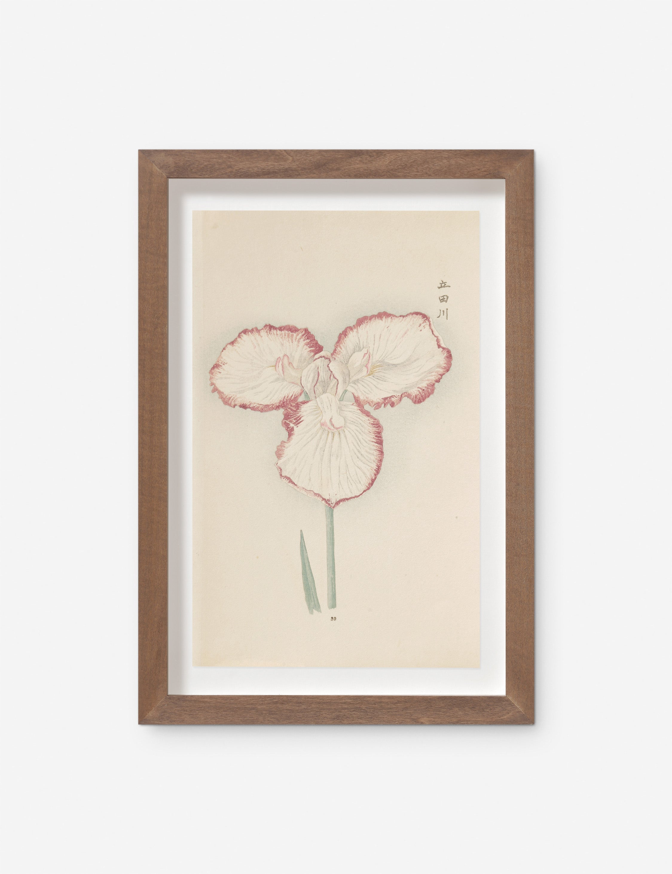 Lulu and Georgia - Vintage Japanese Iris No. 30 Wall Art by Miyoshi Manabu