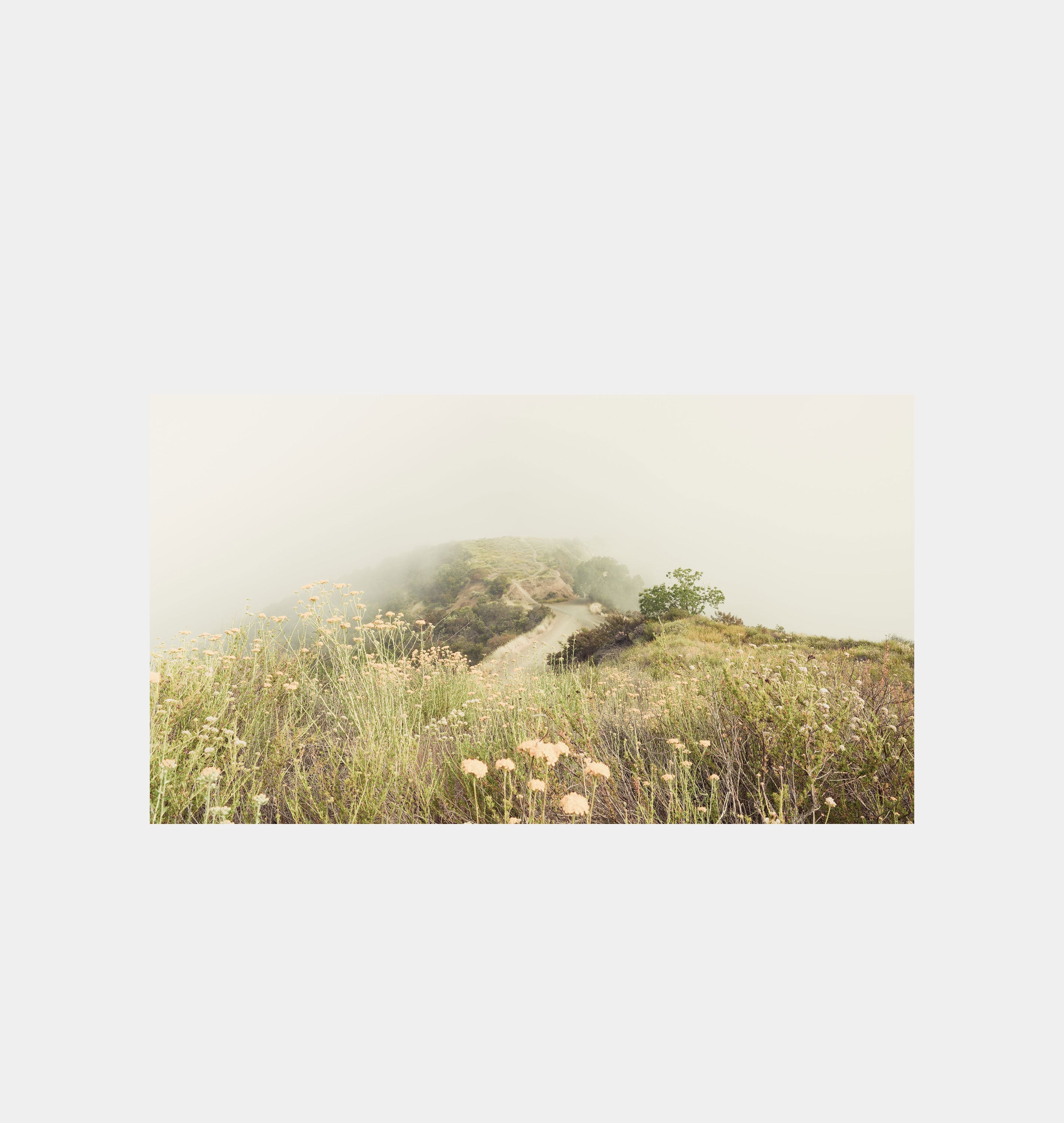 Amber Interiors - Morning Glory - Pacific Palisades