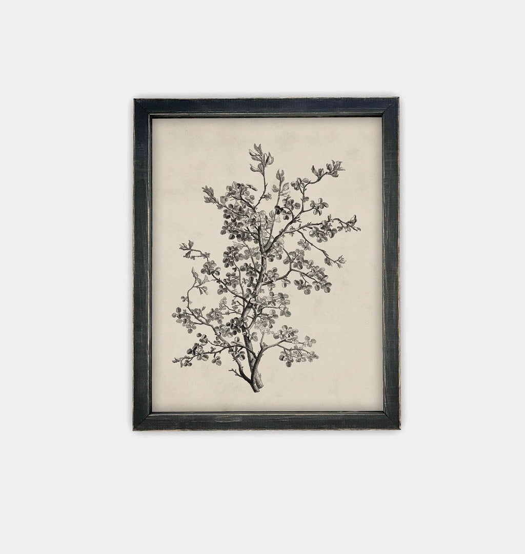Amber Interiors - Antique Botanical Sketch Framed Print
