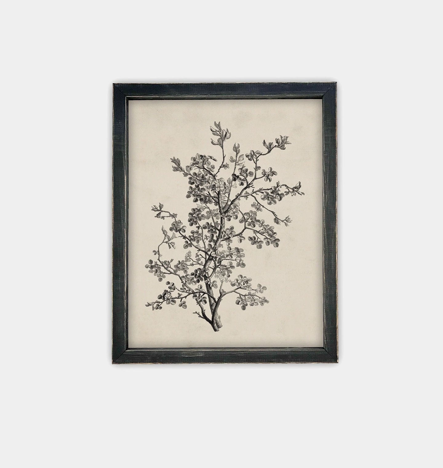 Amber Interiors - Antique Botanical Sketch Framed Print
