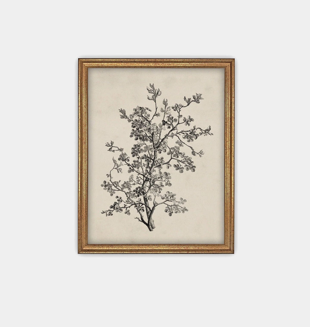 Amber Interiors - Antique Botanical Sketch Framed Print