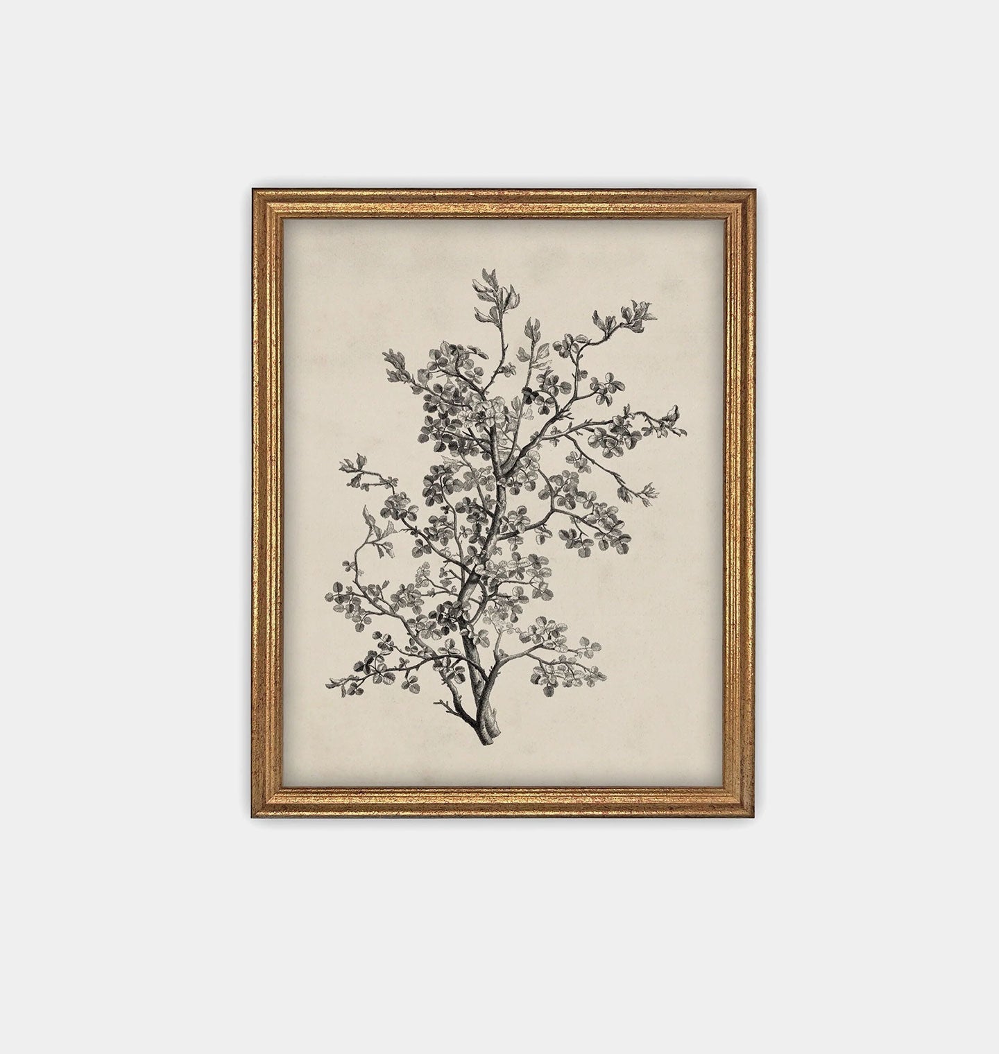 Amber Interiors - Antique Botanical Sketch Framed Print