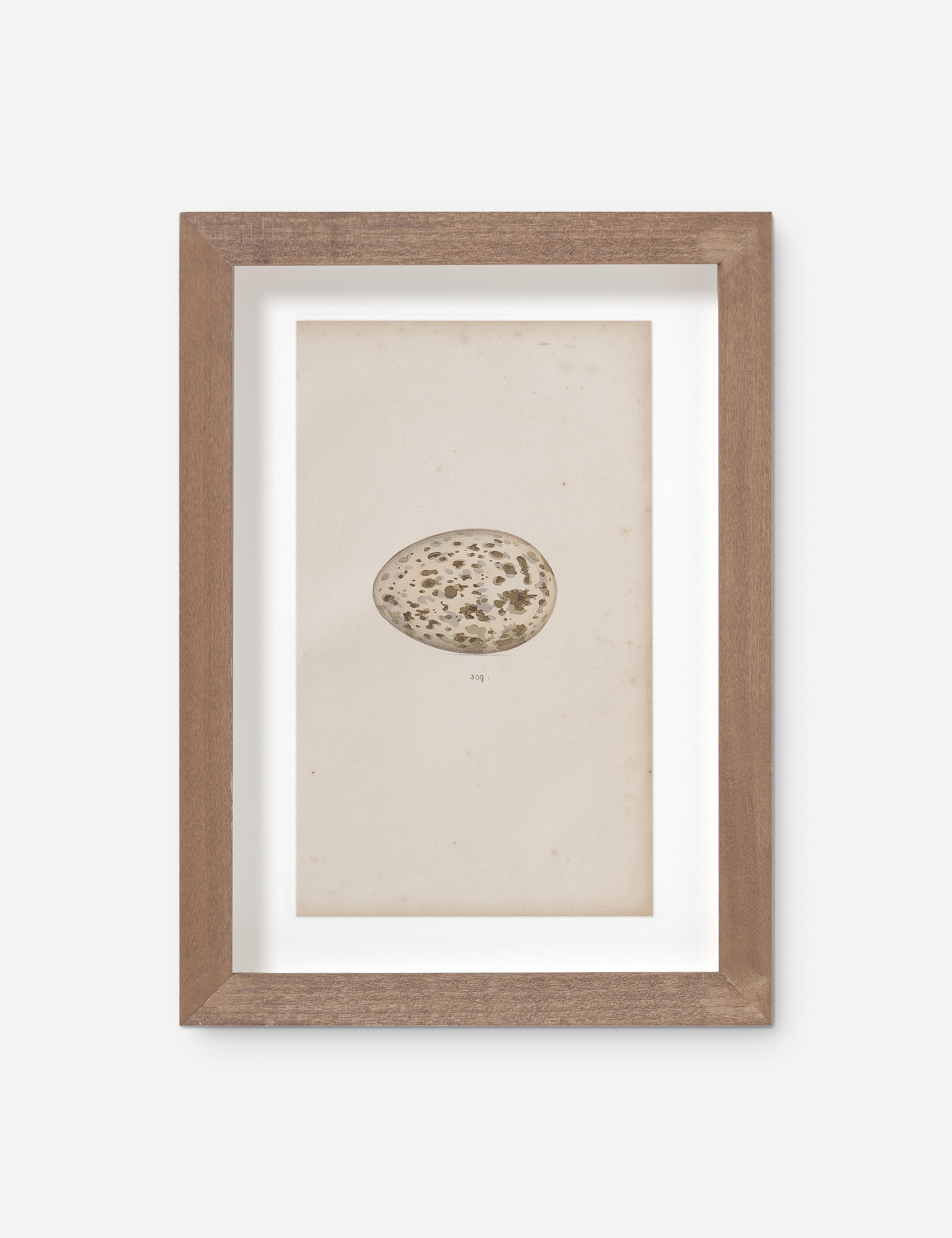 Lulu and Georgia - Vintage Bird Watercolor No. 309 Wall Art by Visual Contrast