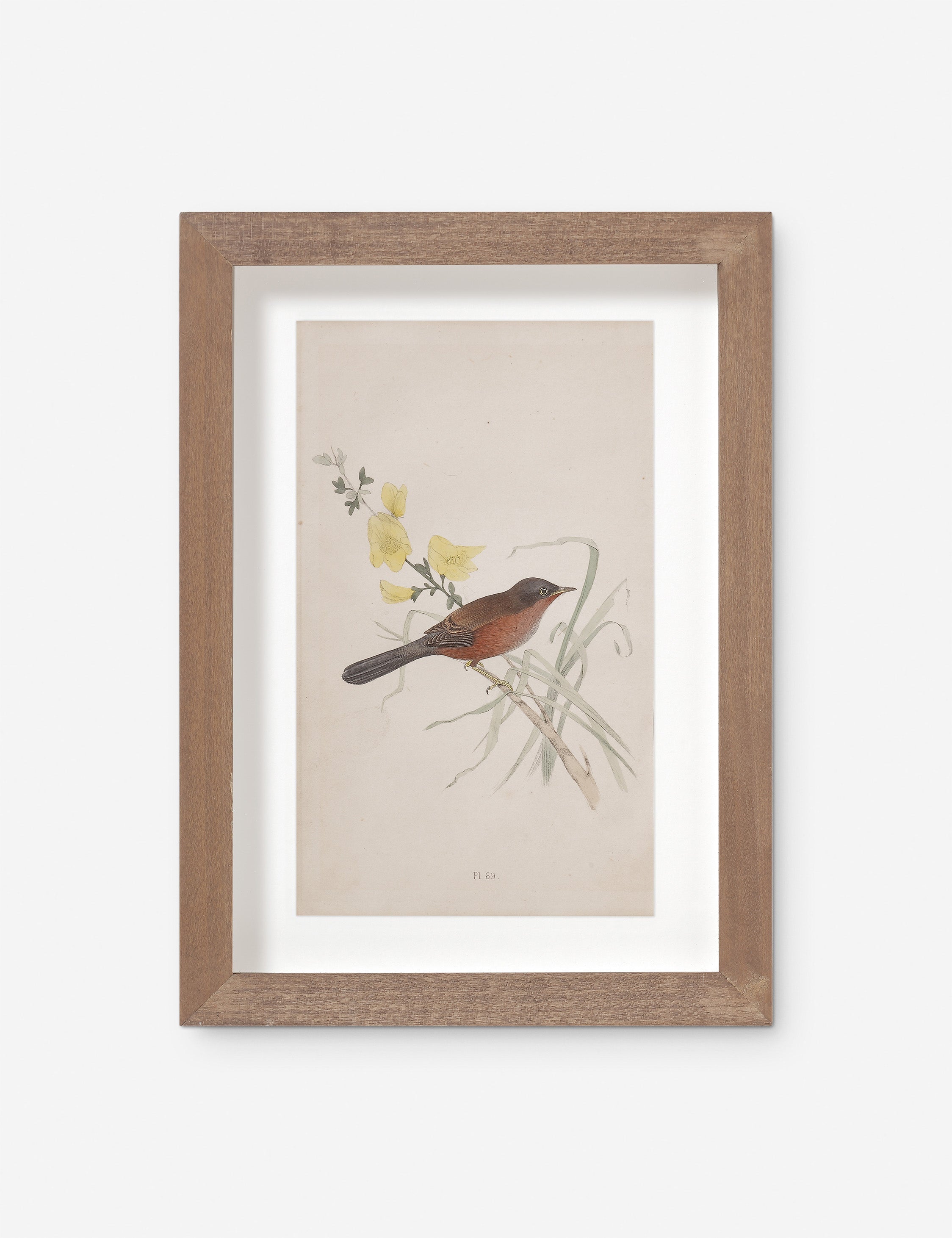 Lulu and Georgia - Vintage Bird Watercolor No. 69 Wall Art by Visual Contrast