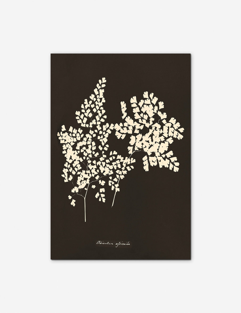 Lulu and Georgia - Adiantum Cuneatum Print by Anna Atkins