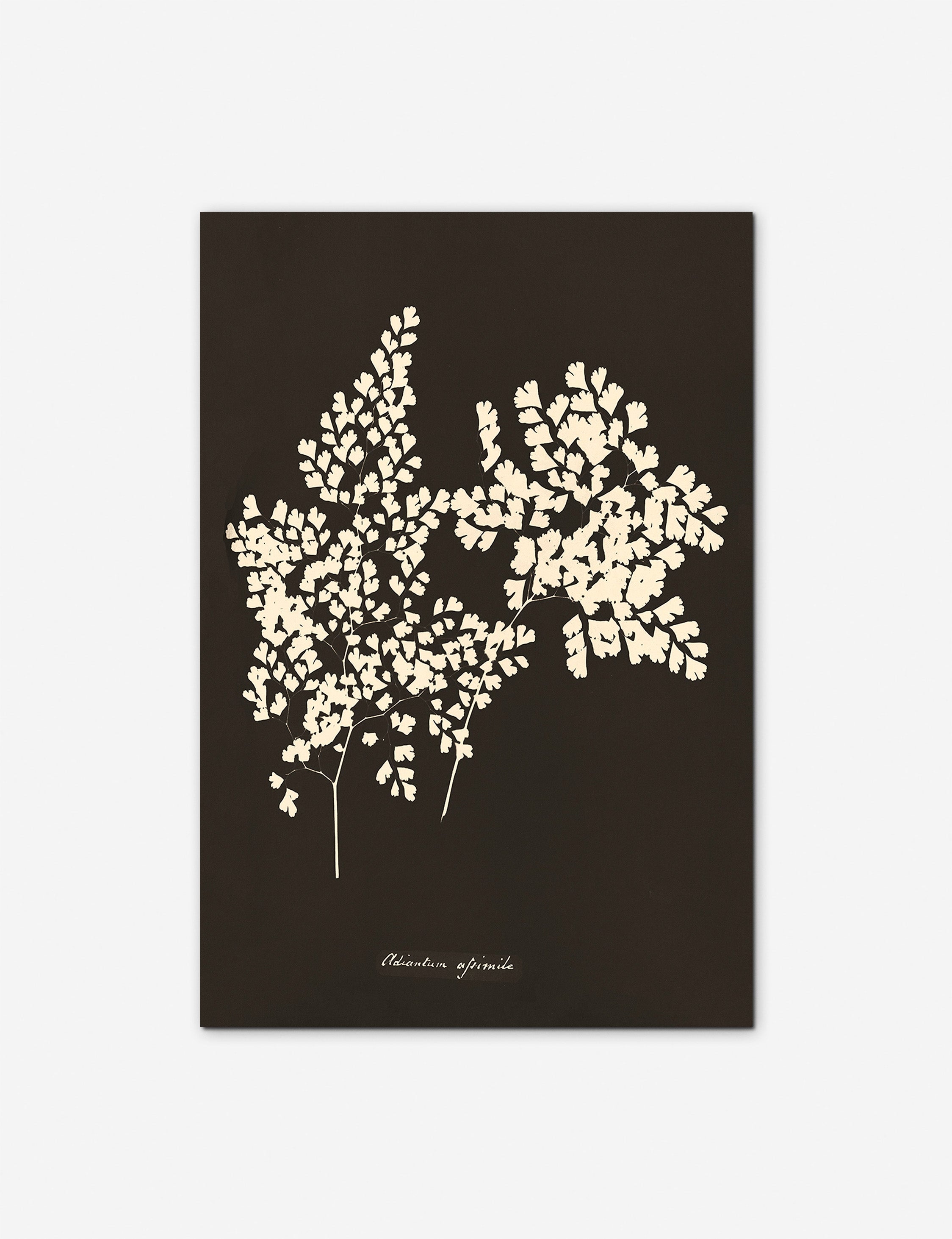 Lulu and Georgia - Adiantum Cuneatum Print by Anna Atkins