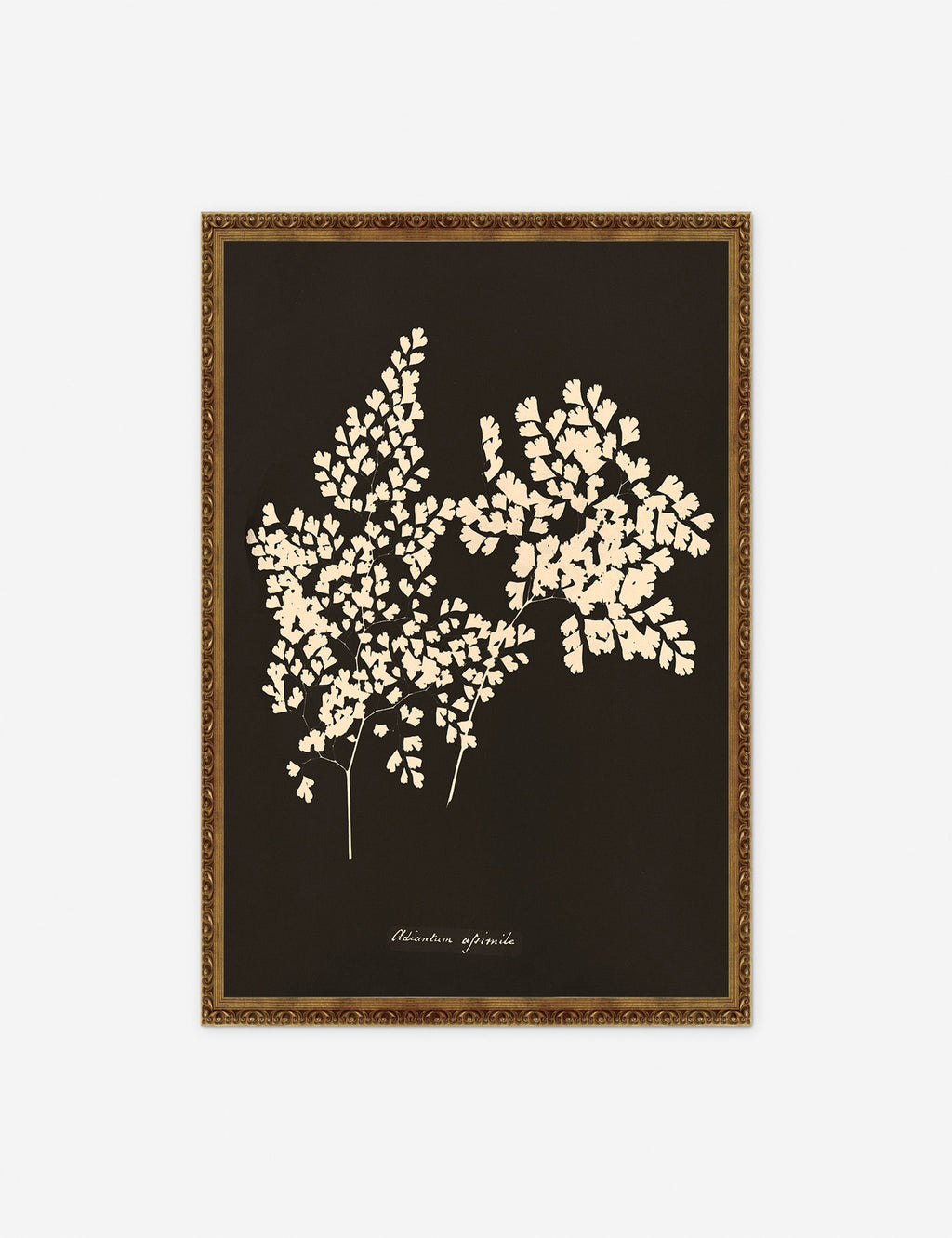 Lulu and Georgia - Adiantum Cuneatum Print by Anna Atkins