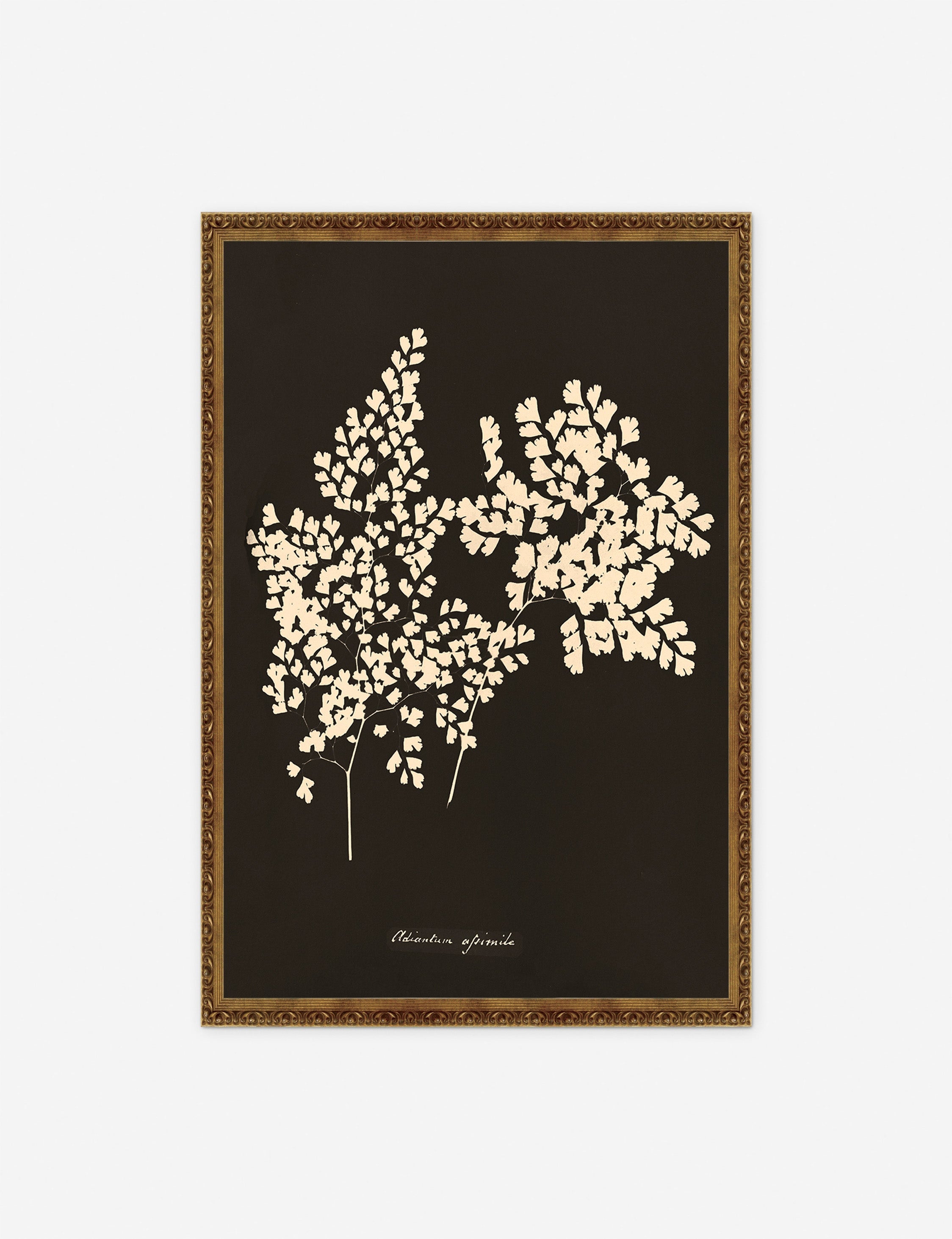 Lulu and Georgia - Adiantum Cuneatum Print by Anna Atkins
