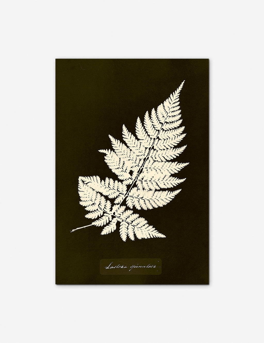 Lulu and Georgia - Lastrea Spinulosa Print by Anna Atkins