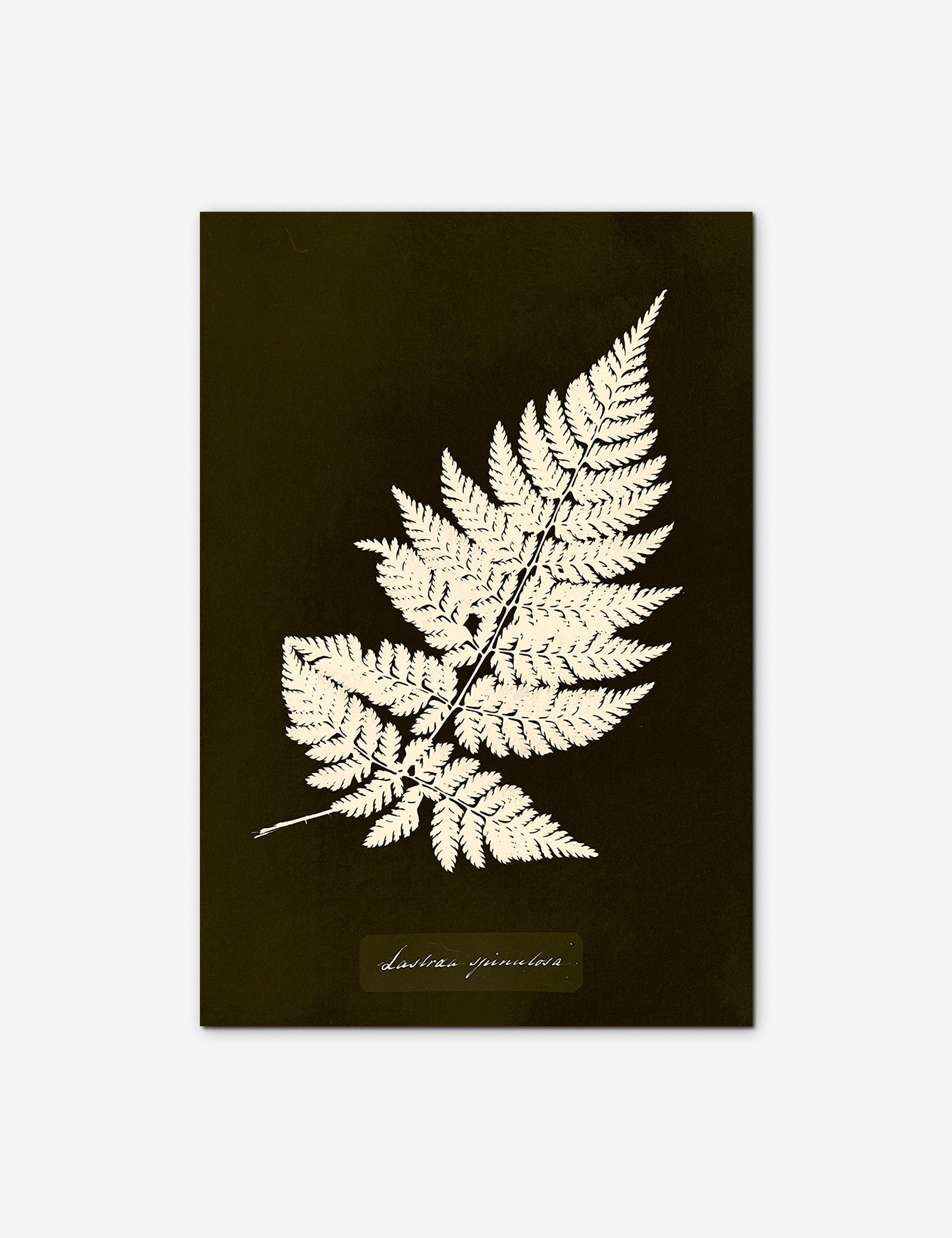 Lulu and Georgia - Lastrea Spinulosa Print by Anna Atkins