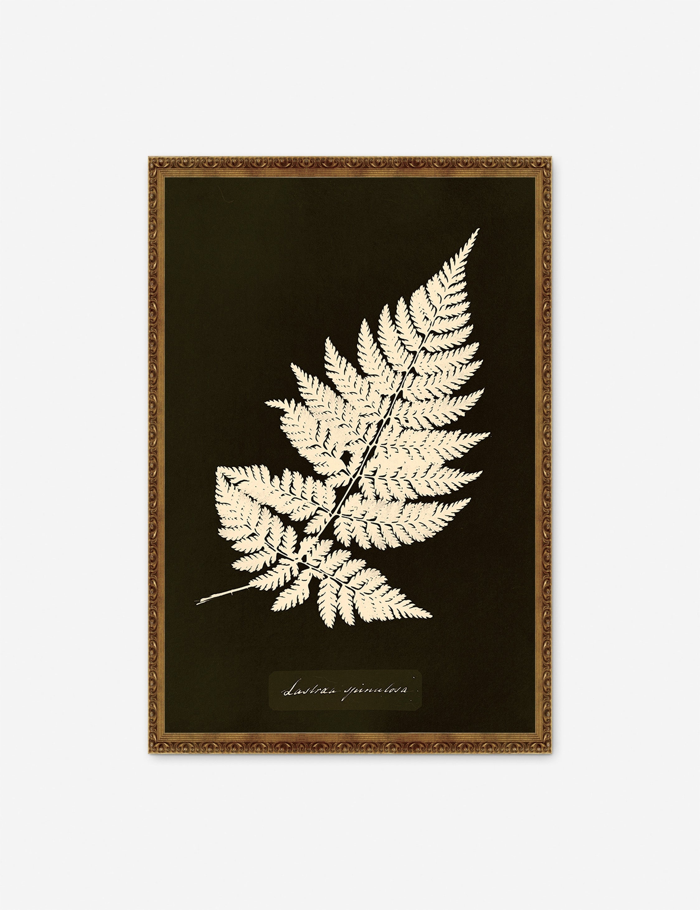 Lulu and Georgia - Lastrea Spinulosa Print by Anna Atkins