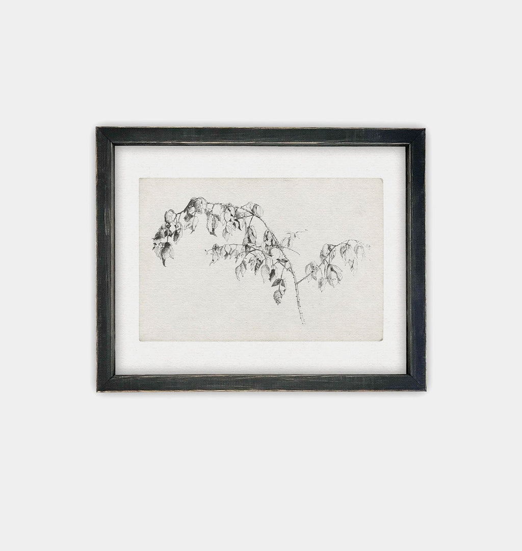 Amber Interiors - Blackberry Sketch Framed Print