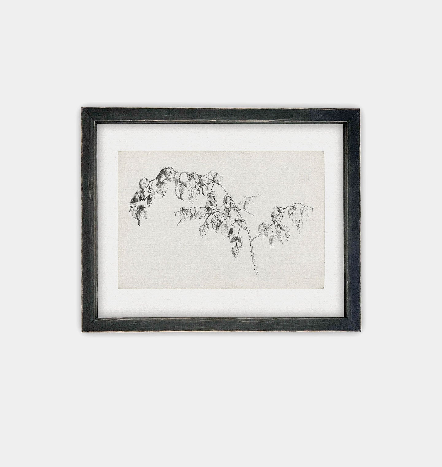 Amber Interiors - Blackberry Sketch Framed Print