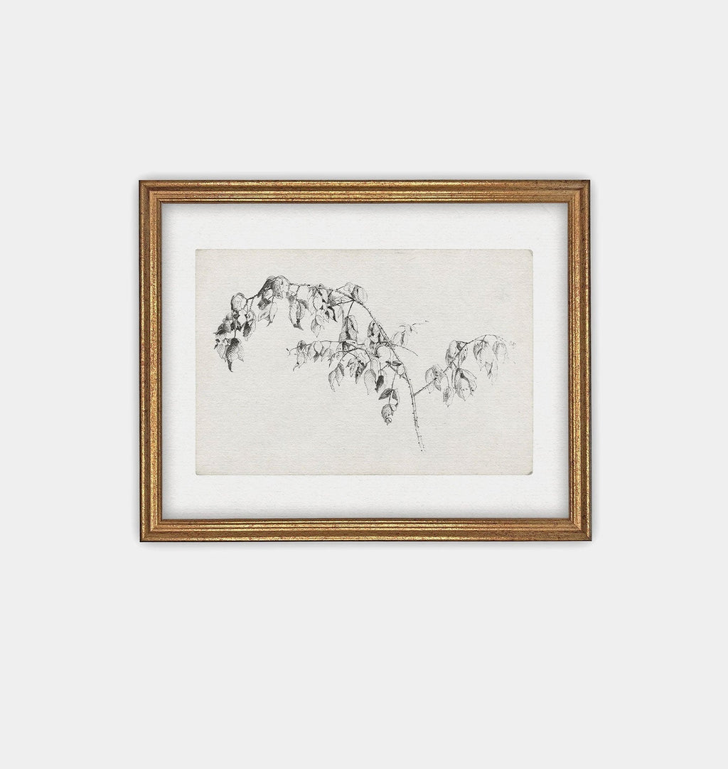 Amber Interiors - Blackberry Sketch Framed Print