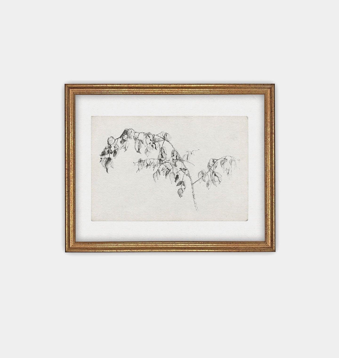 Amber Interiors - Blackberry Sketch Framed Print