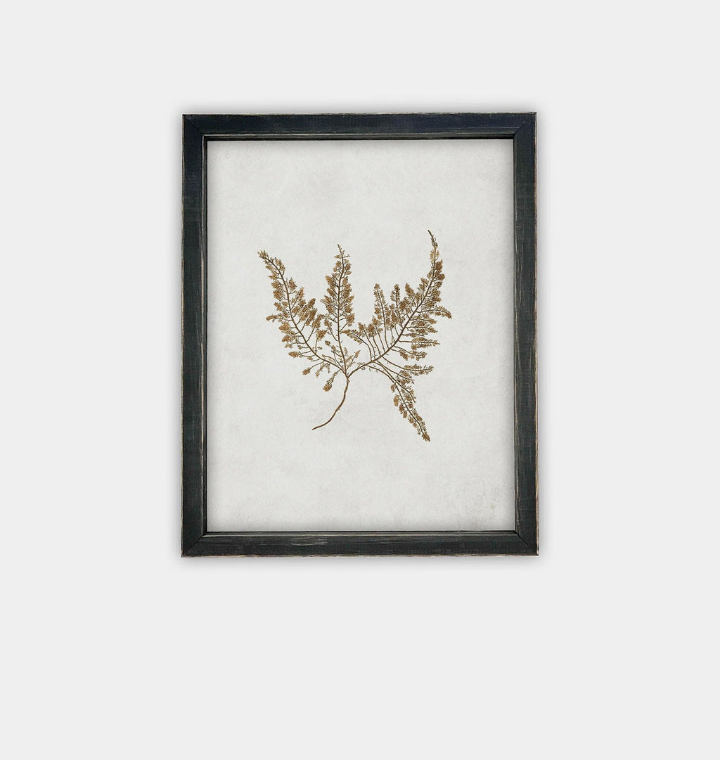 Amber Interiors - Botanical II Framed Print