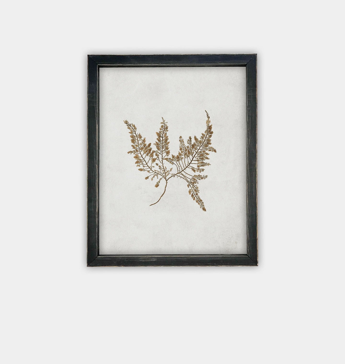 Amber Interiors - Botanical II Framed Print