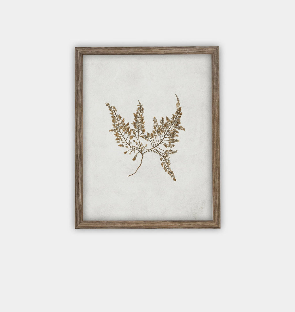 Amber Interiors - Botanical II Framed Print