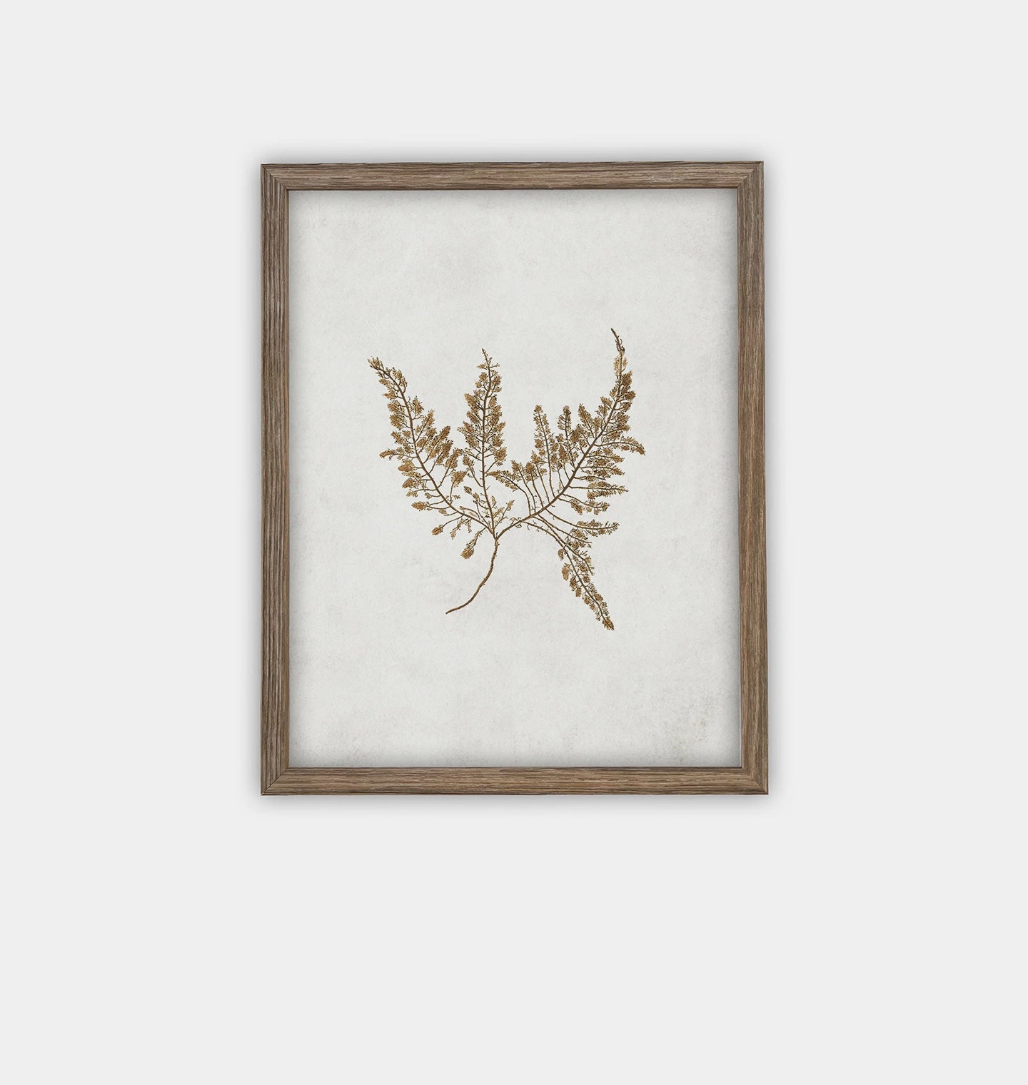 Amber Interiors - Botanical II Framed Print