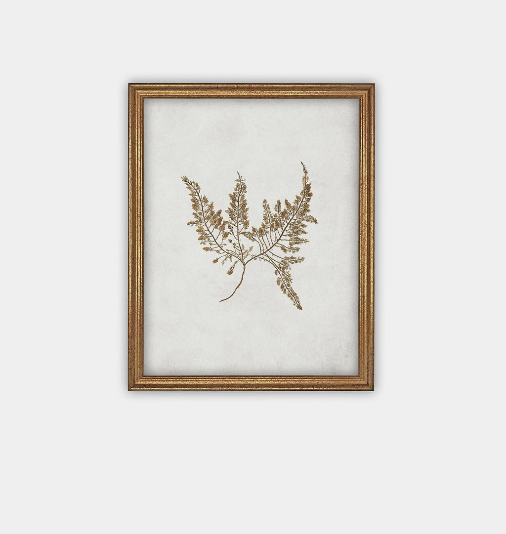 Amber Interiors - Botanical II Framed Print