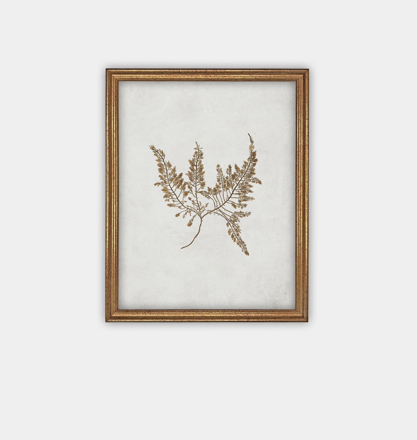 Amber Interiors - Botanical II Framed Print
