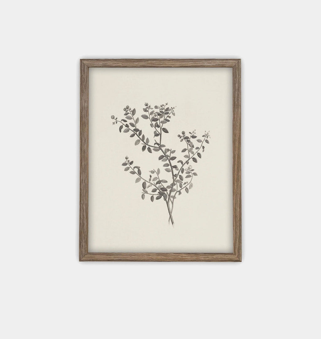 Amber Interiors - Botanical Sketch Framed Print