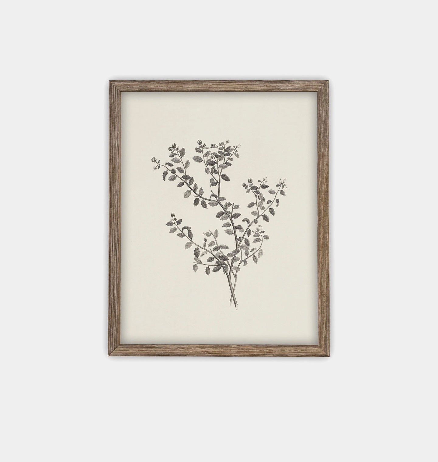 Amber Interiors - Botanical Sketch Framed Print