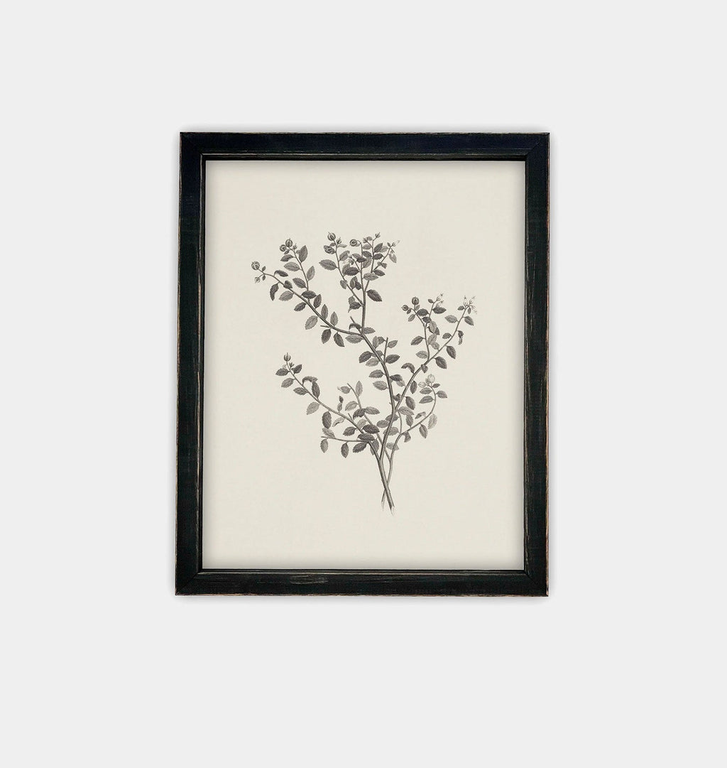 Amber Interiors - Botanical Sketch Framed Print