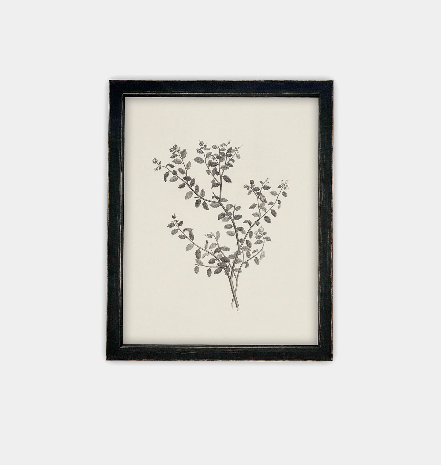 Amber Interiors - Botanical Sketch Framed Print