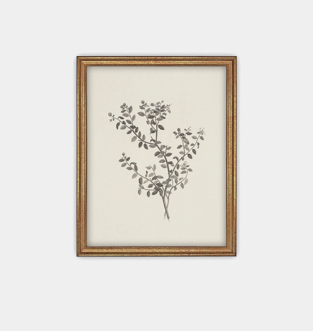 Amber Interiors - Botanical Sketch Framed Print