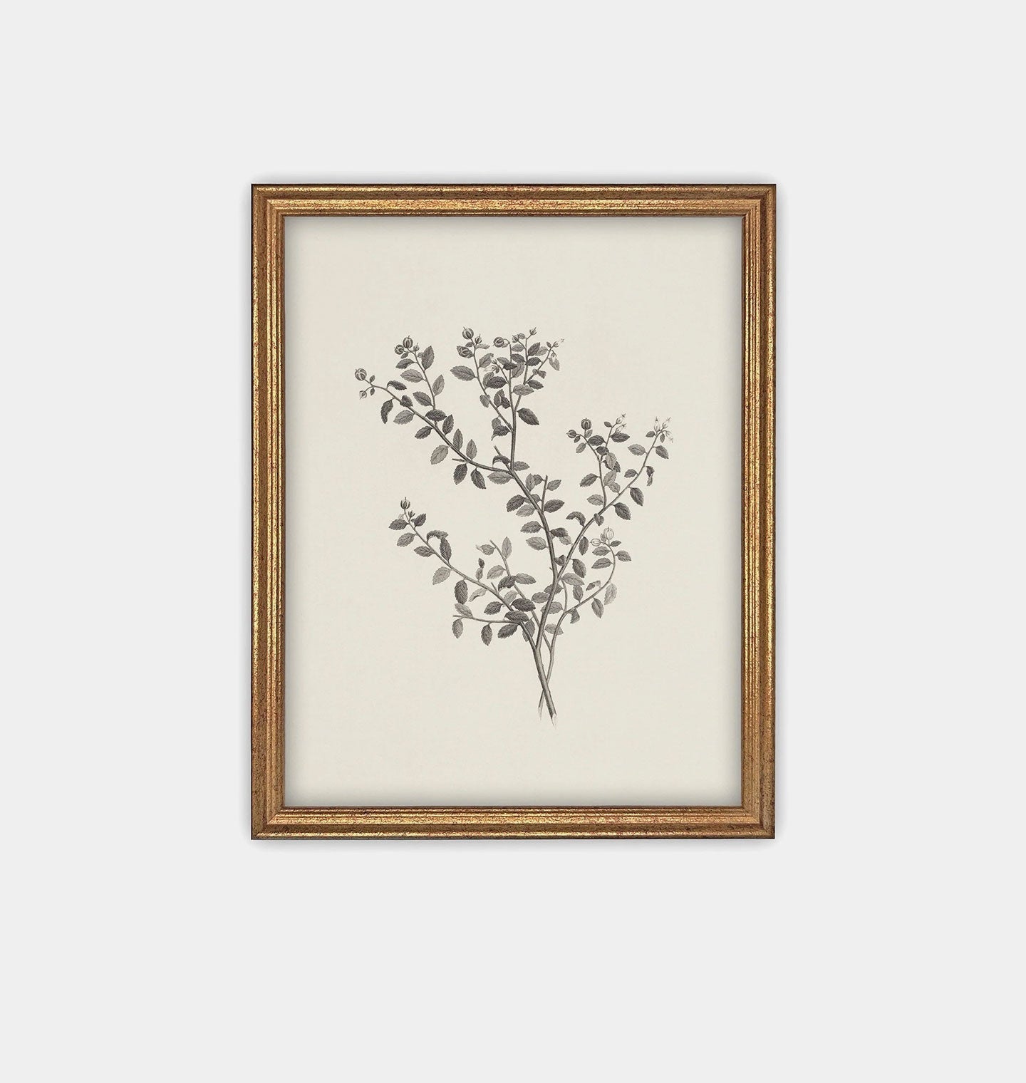 Amber Interiors - Botanical Sketch Framed Print